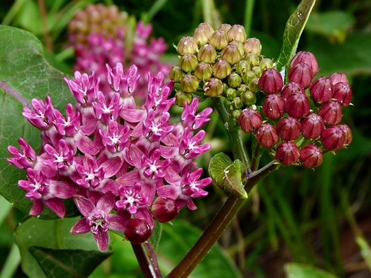 {Asclepias purpurascens}